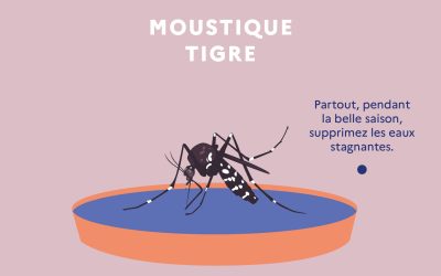 Prévention moustique tigre