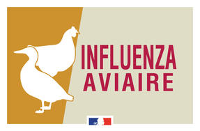 Grippe aviaire : point de situation en Isère